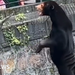 Hangzhou Zoo: Our sun bears are real, not humans in disguise