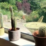 I ordered plants from Horticulture: Here’s what I thought