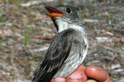 How to Track a Songbird from Alaska to Peru