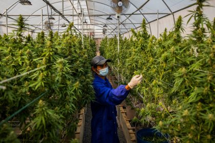 Thailand’s Marijuana Business Is Growing Despite Regulatory Risks