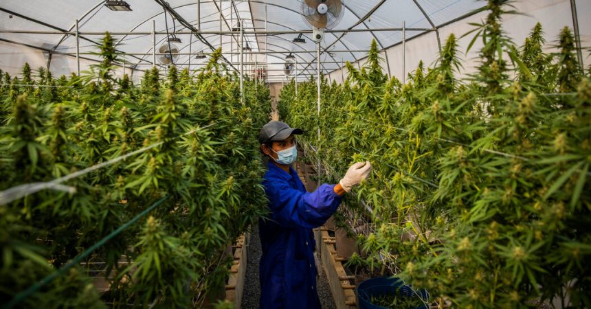 Thailand’s Marijuana Business Is Growing Despite Regulatory Risks