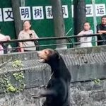 Chinese Zoo: This Is a Real Sun Bear, Not a Costume