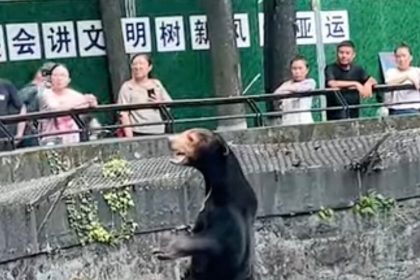 Chinese Zoo: This Is a Real Sun Bear, Not a Costume