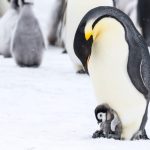 When Sea Ice Retreated, Some Emperor Penguins Didn’t Breed