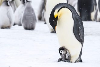 When Sea Ice Retreated, Some Emperor Penguins Didn’t Breed