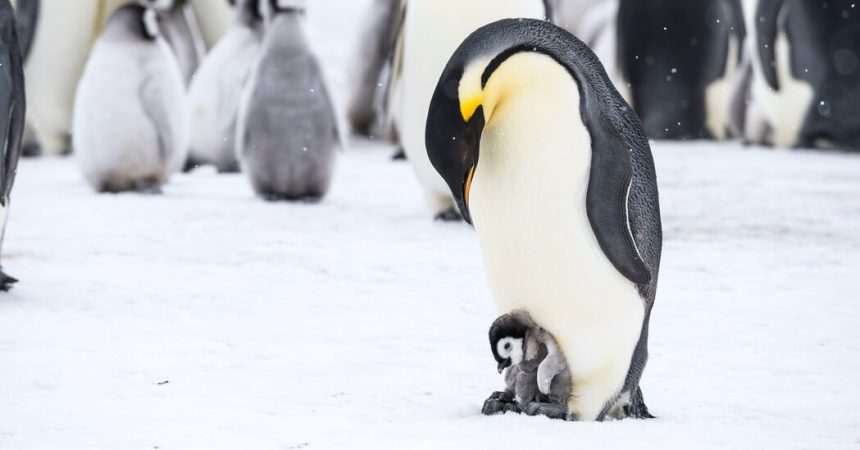 When Sea Ice Retreated, Some Emperor Penguins Didn’t Breed