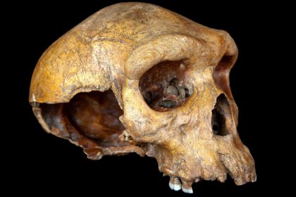 Humanity’s Ancestors Nearly Died Out, Genetic Study Suggests