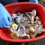 Lethal mushroom lunch suspected as Australian police probe three deaths | Health News