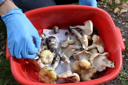 Lethal mushroom lunch suspected as Australian police probe three deaths | Health News