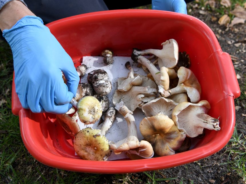 Lethal mushroom lunch suspected as Australian police probe three deaths | Health News