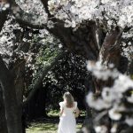 It’s Cherry Blossom Season And The Photos Are Gorgeous