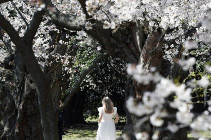 It’s Cherry Blossom Season And The Photos Are Gorgeous