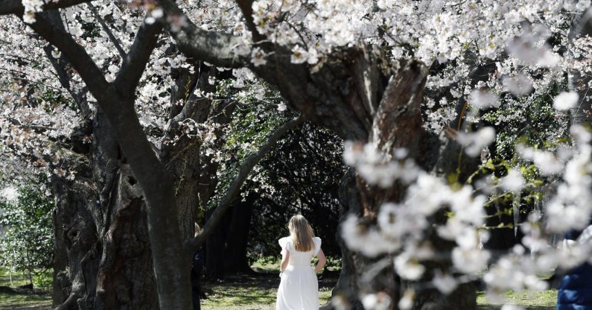 It’s Cherry Blossom Season And The Photos Are Gorgeous