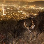 Urban Animals Can’t Take the Heat, Study Finds