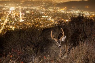 Urban Animals Can’t Take the Heat, Study Finds