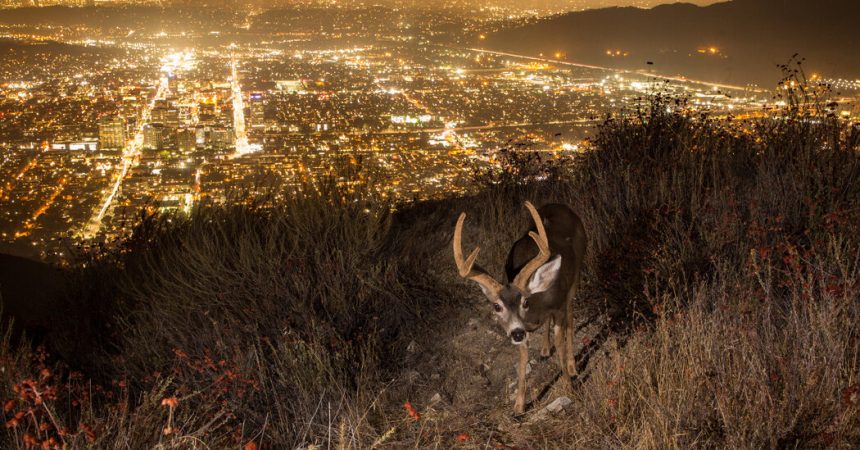 Urban Animals Can’t Take the Heat, Study Finds