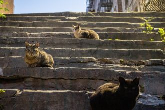 Culling, Curfews and Caps: Australia ‘Declares War’ on Its Cat Problem