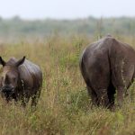 Malaysian nicknamed the ‘Godfather’ jailed in US for rhino horn trafficking | Crime News