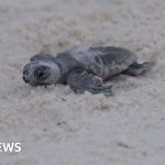 Baby turtles leave for sea from rare nest found on Mississippi beach