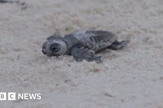 Baby turtles leave for sea from rare nest found on Mississippi beach