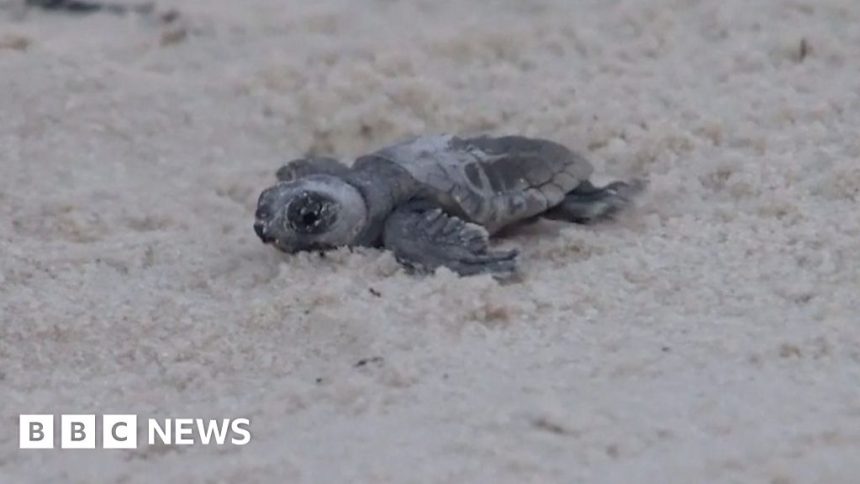 Baby turtles leave for sea from rare nest found on Mississippi beach