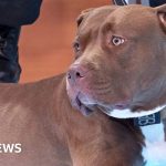 Why is the UK banning American XL Bully dogs?