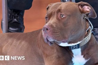 Why is the UK banning American XL Bully dogs?