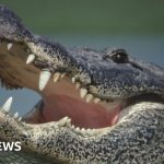 Woman's body found in jaws of 13ft Florida alligator identified