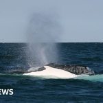 Man dies in Australia after whale strikes boat