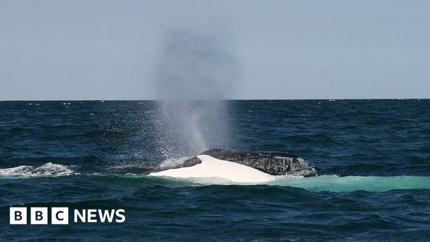 Man dies in Australia after whale strikes boat