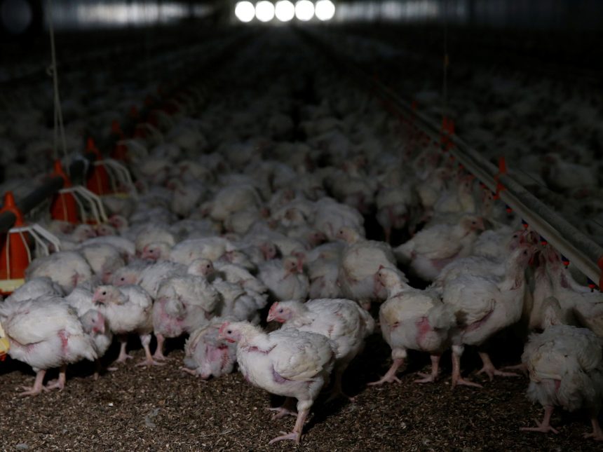 Power crisis, bird flu trigger imminent chicken shortage in South Africa | Food News