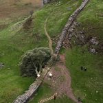 Beloved Tree in England Is Felled in ‘Act of Vandalism’