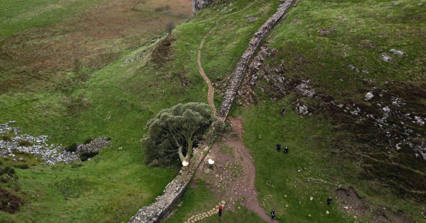 Beloved Tree in England Is Felled in ‘Act of Vandalism’