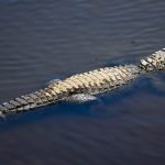 Phillies fan tries to bring ‘service animal’ alligator into game