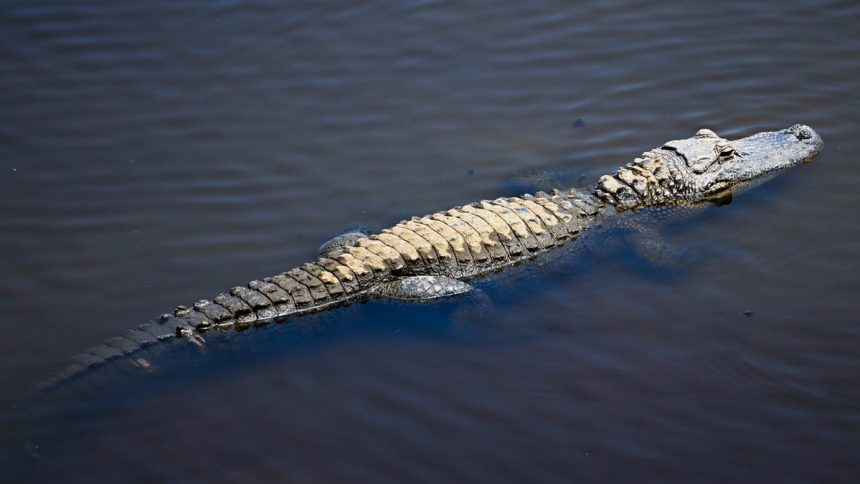 Phillies fan tries to bring ‘service animal’ alligator into game