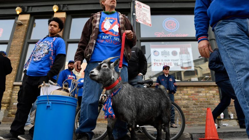 Chicago Cubs could be cursed again