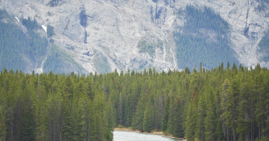 Grizzly Bear Kills 2 People at Banff National Park in Canada