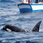 Orcas Keep Sinking Boats Off Iberia, Unnerving Sailors